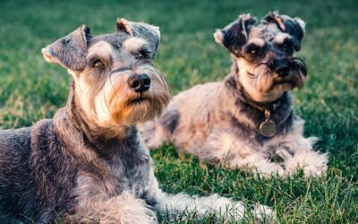 Le Schnauzer : Un compagnon intelligent et courageux