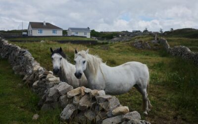 Le Poney Connemara : Un Cheval Robuste aux Multiples Talents